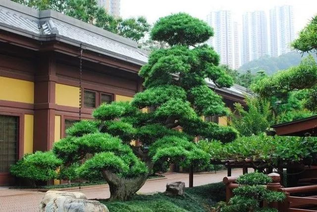 外形獨特的庭院景觀樹，讓別墅庭院設計更有靈性